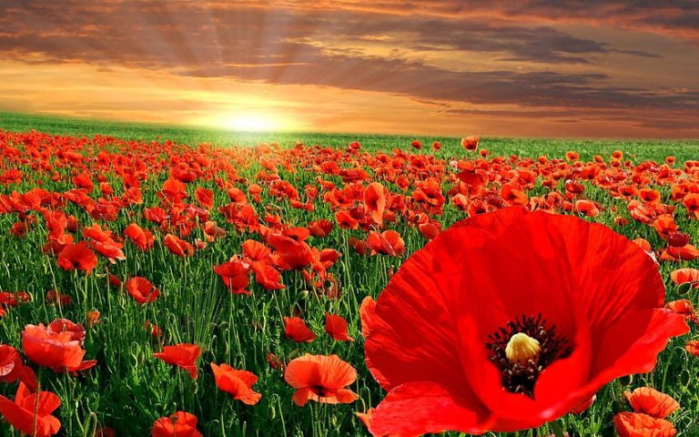 Remembrance Red Poppy